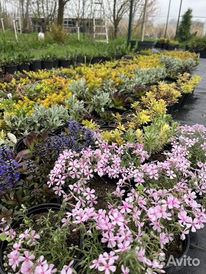 Почвопокровные растения, травы