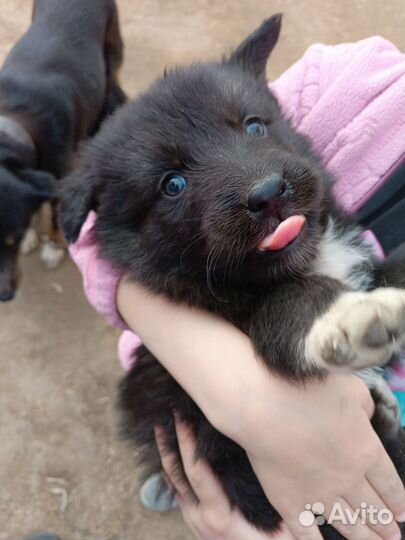 Отдам щенка в добрые руки