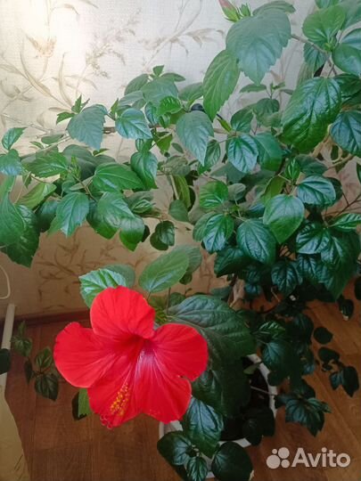 Комнатные цветы, гибискус (китайская роза )