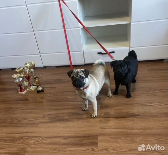 Очаровательные девочки