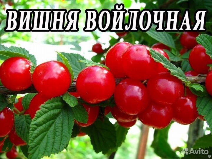 Саженцы вишни оптом