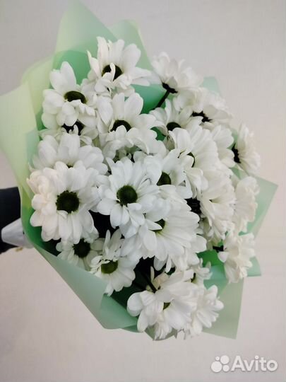 Хризантемы