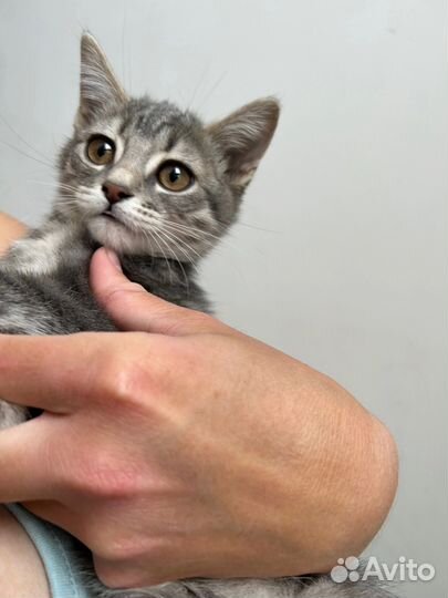 Котенок милый