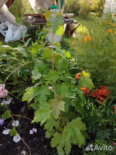 Саженцы черной смородины