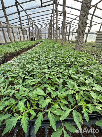 Рассада помидор