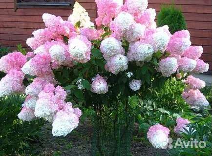 Гортензия метельчатая Санди Фрейз