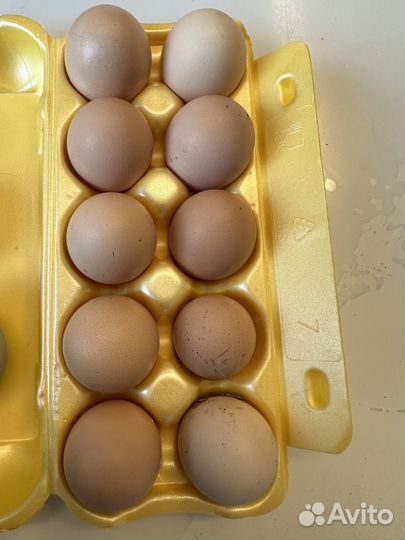 Инкубационные яйца маранов и малинов