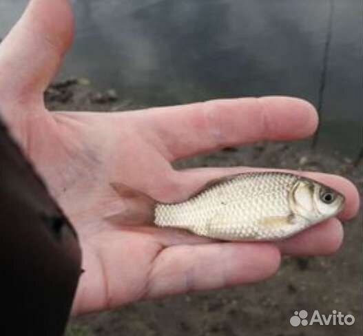 Живец карась