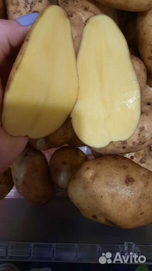 Семенной картофель Гала