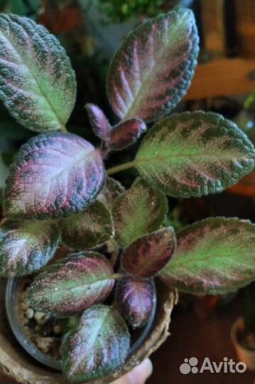 Комнатный цветок эписция тм-Майский Полдень