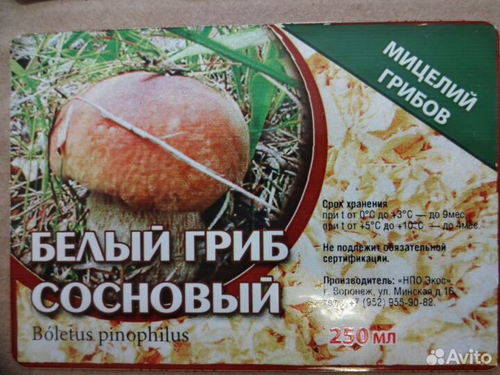 Мицелий грибов