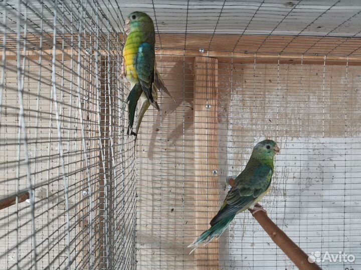Певчие попугаи