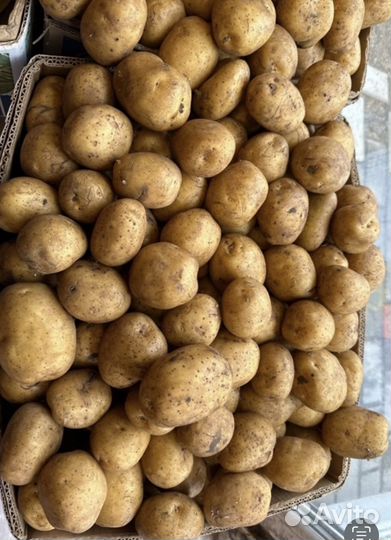 Картошка оптом