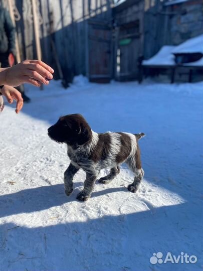 Щенки дратхара продажа