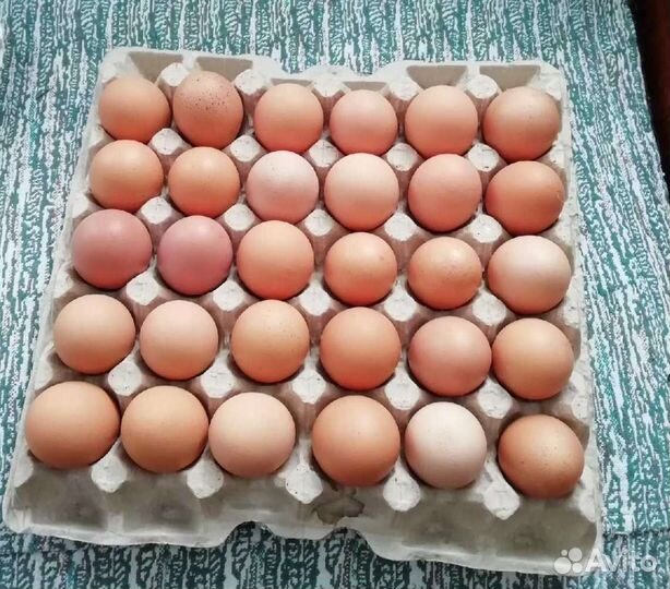 Домашние куриные яйца