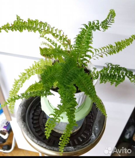 Папортник Виталле кудрявый