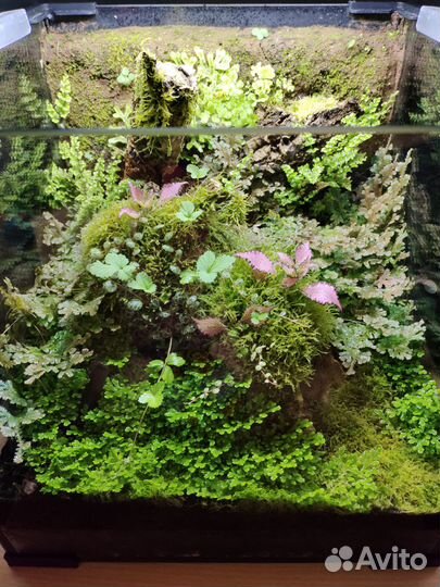 Флорариум природный тропический «Лесные кружева»