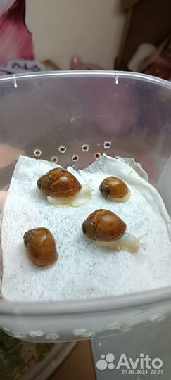 Улитки архахатины