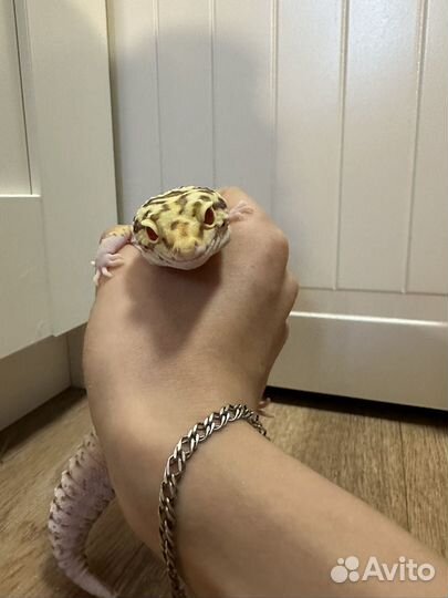 Эублефар самец