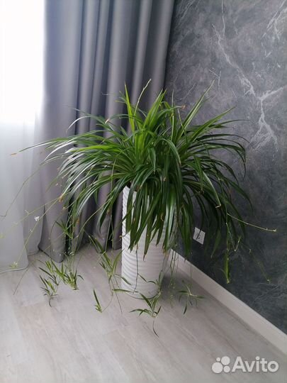 Хлорофитум