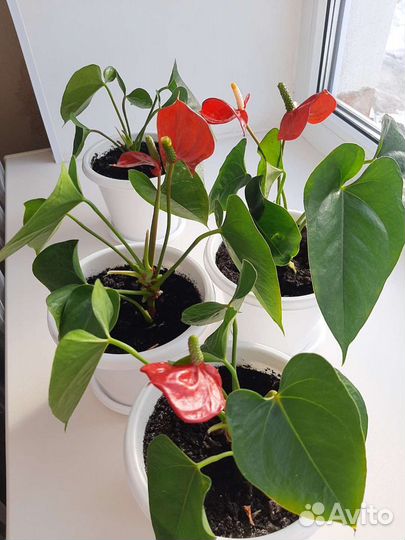 Комнатные цветы антуриум