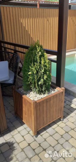 Кашпо для туи