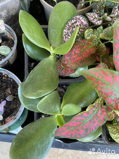 Гипоэстес, каллизия, традесканция