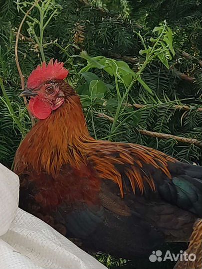 Петушок бентамка