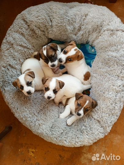 Щенки джек Рассел терьер гладкошерстный