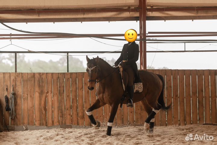 Лошадь для фотосессии