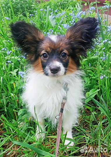 Щенок папийона