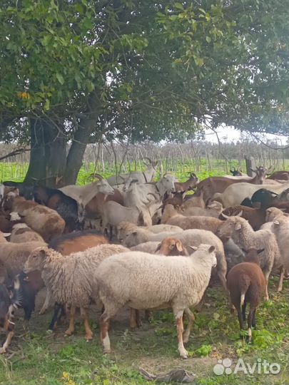 Коза дойная молочная