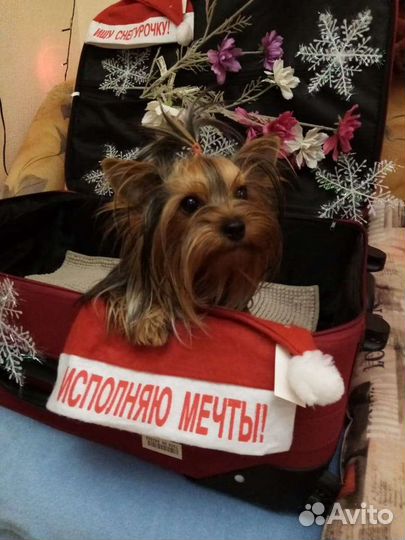 Йоркширский терьер вязка