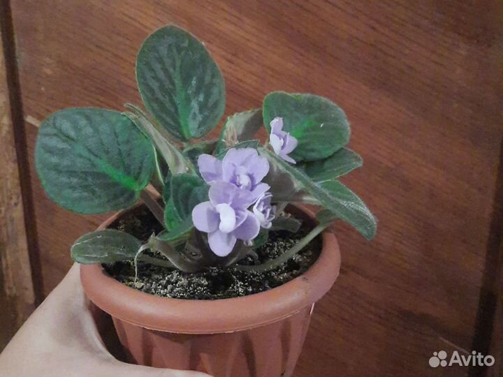 Фиалка фиолетовая светлая