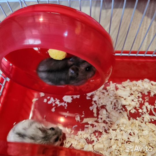 Джунгарский хомяк