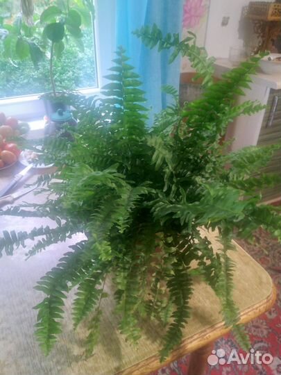 Папоротник