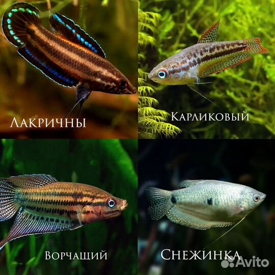 Гурами 12 видов - Аквасалон Дискус