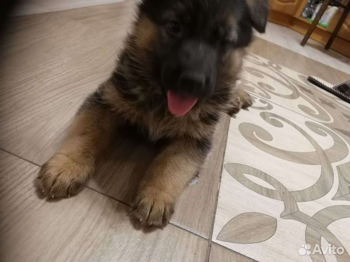 Щенки немецкой овчарки