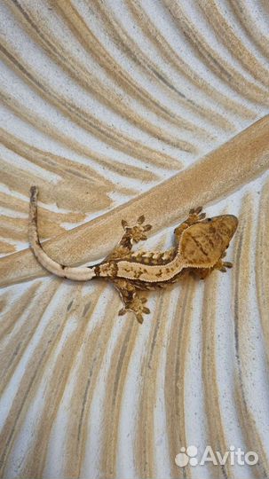 Реснитчатый геккон бананоед