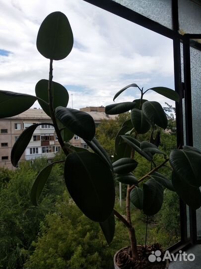 Фикус каучуконосный большой