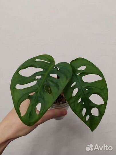 Монстера манки лиф