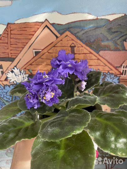 Фиалка ек Севастопольский Вальс цветущая