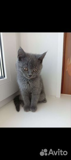 Британская