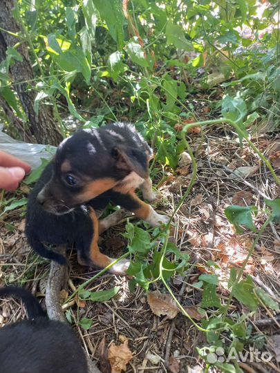 Щенки лабрадор