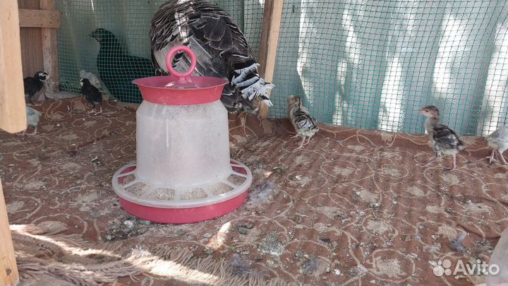 Домашние животные индюшата