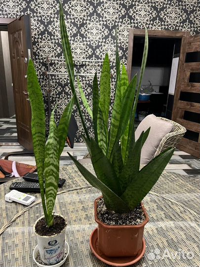 Эхмея,Сансев,Мимоза,Гибискус,Кливия,Драцена,Герань