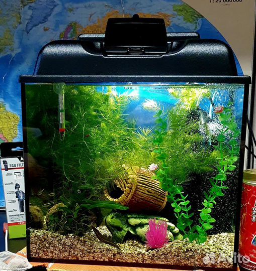 Аквариум 35 л с рыбками и креветками