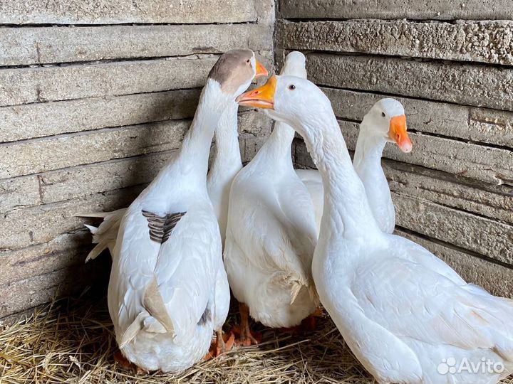 Продам гусей