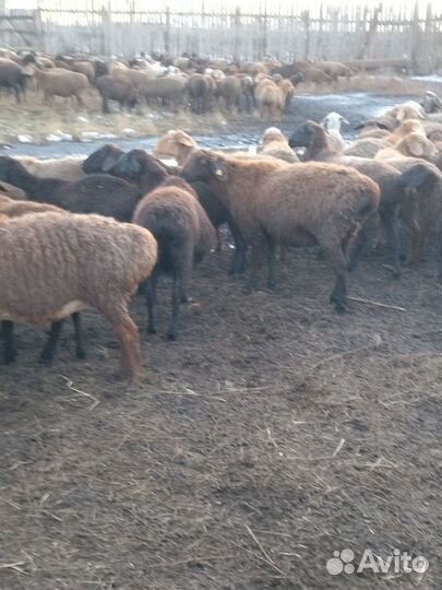 Овцы