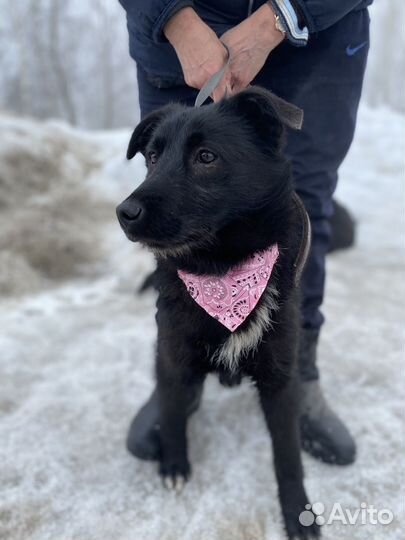 Собака в добрые руки